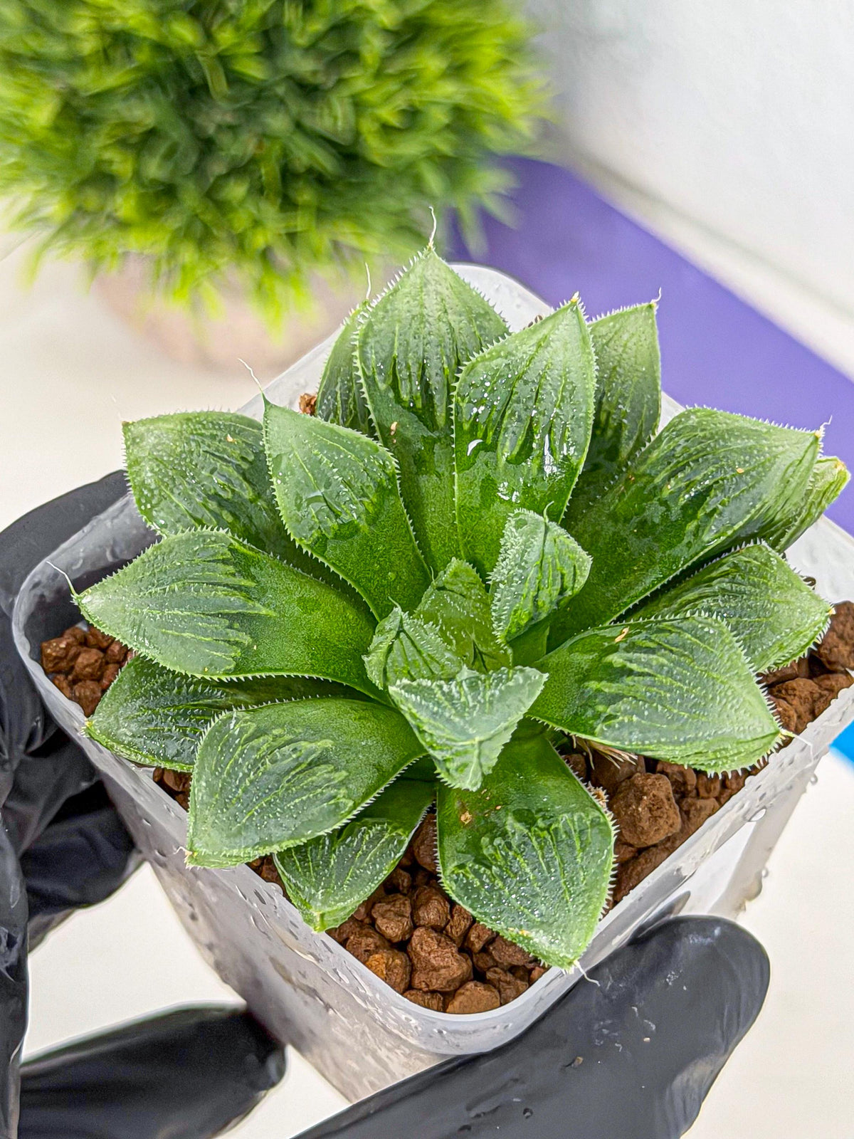 Haworthia Obtusa x Wimii (wa9) (5) | Rare Desert plant