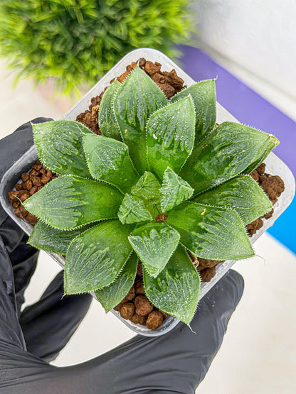 Haworthia Obtusa x Wimii (wa9) (5) | Rare Desert plant