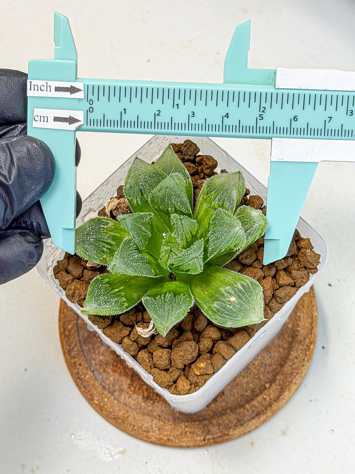 Haworthia obtusa x wimii (wa9) (6) | Rare Desert plant