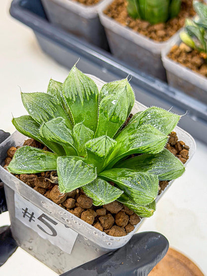 Haworthia Obtusa x Wimii (wa9) (5) | Rare Desert plant