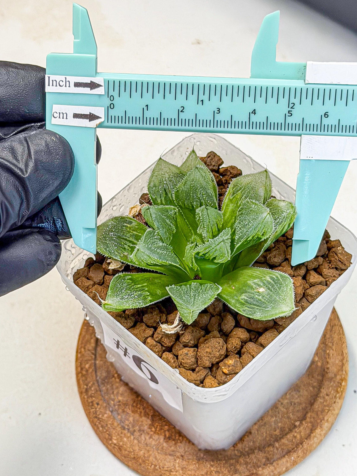 Haworthia obtusa x wimii (wa9) (6) | Rare Desert plant