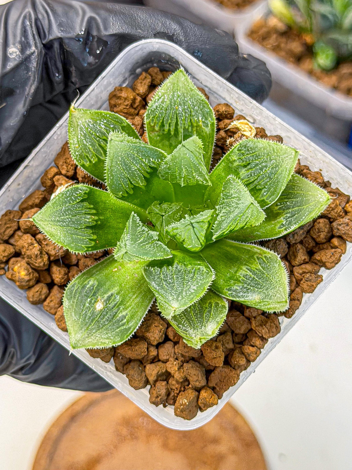 Haworthia obtusa x wimii (wa9) (6) | Rare Desert plant