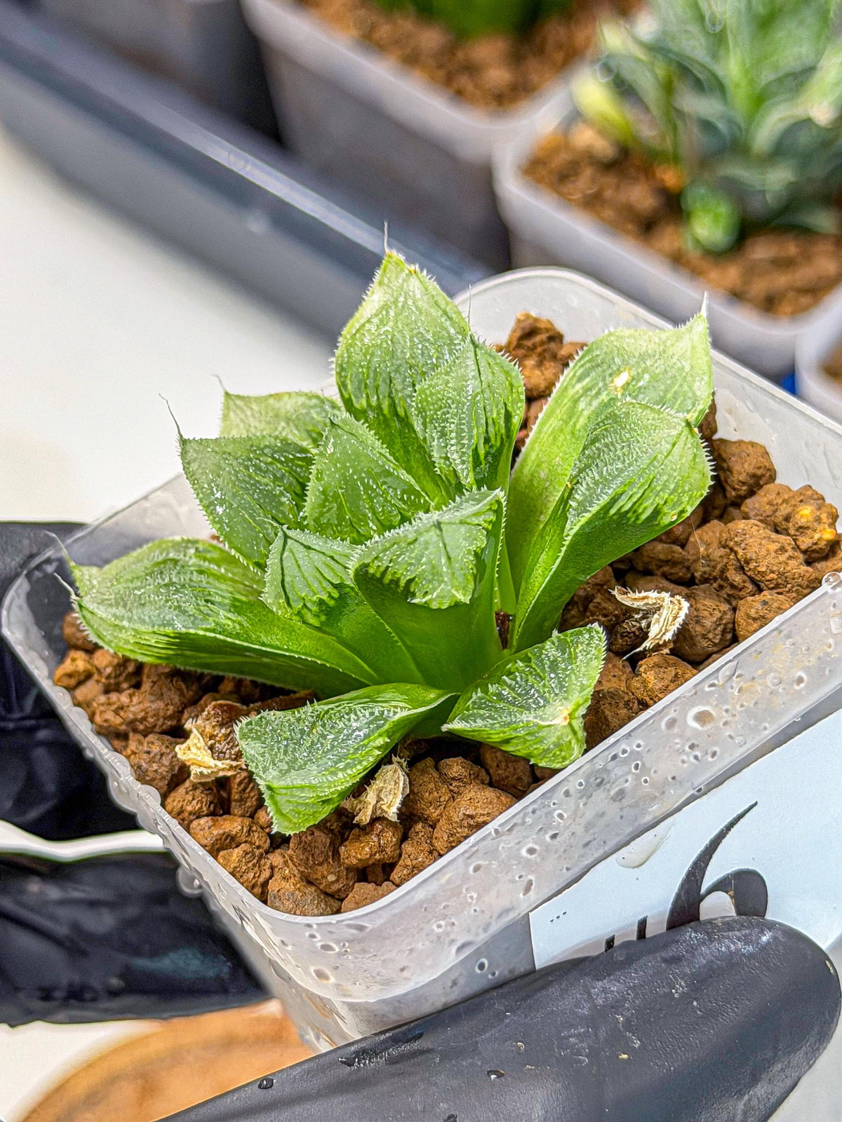 Haworthia obtusa x wimii (wa9) (6) | Rare Desert plant