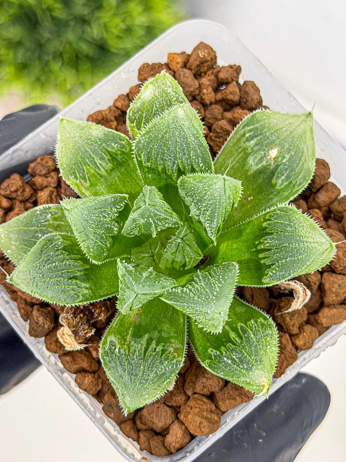 Haworthia obtusa x wimii (wa9) (6) | Rare Desert plant
