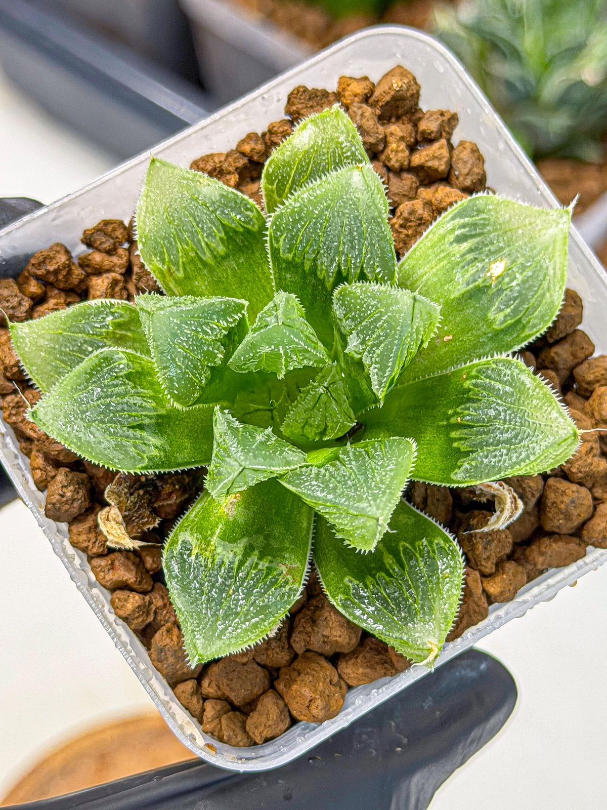 Haworthia obtusa x wimii (wa9) (6) | Rare Desert plant