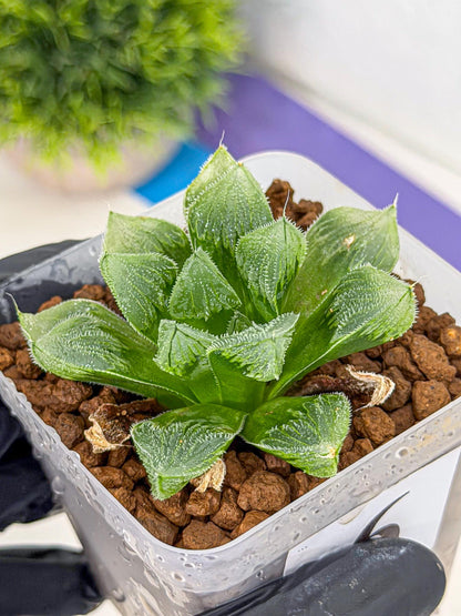 Haworthia obtusa x wimii (wa9) (6) | Rare Desert plant