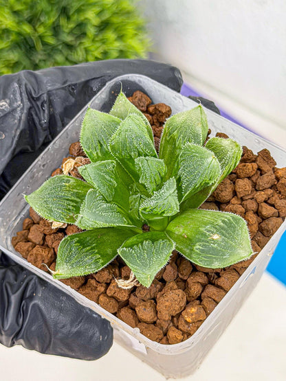 Haworthia obtusa x wimii (wa9) (6) | Rare Desert plant