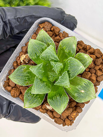 Haworthia obtusa x wimii (wa9) (6) | Rare Desert plant