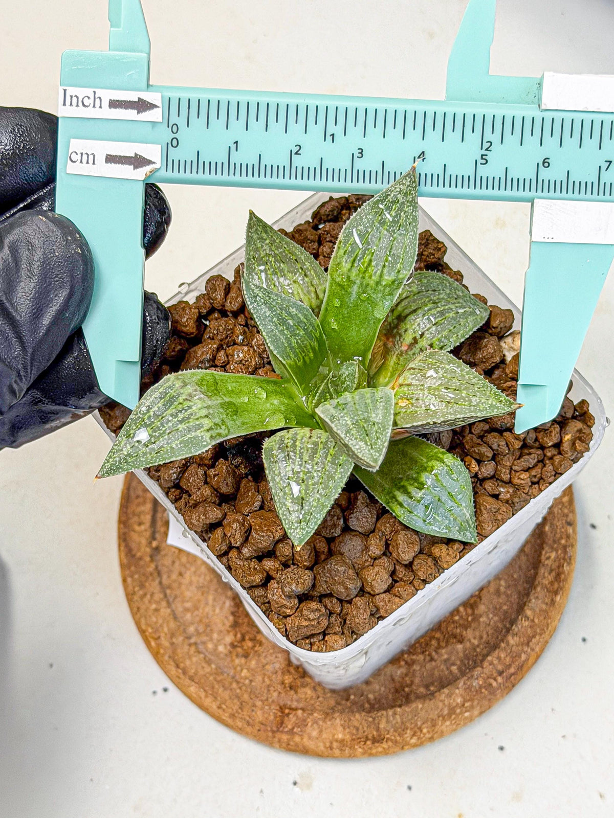 Haworthia picta x Wimii (wa9) (8) | Rare Desert plant