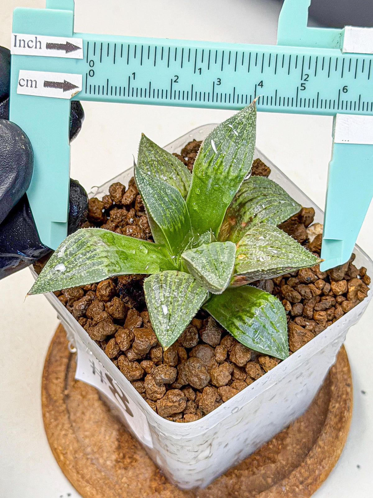 Haworthia picta x Wimii (wa9) (8) | Rare Desert plant