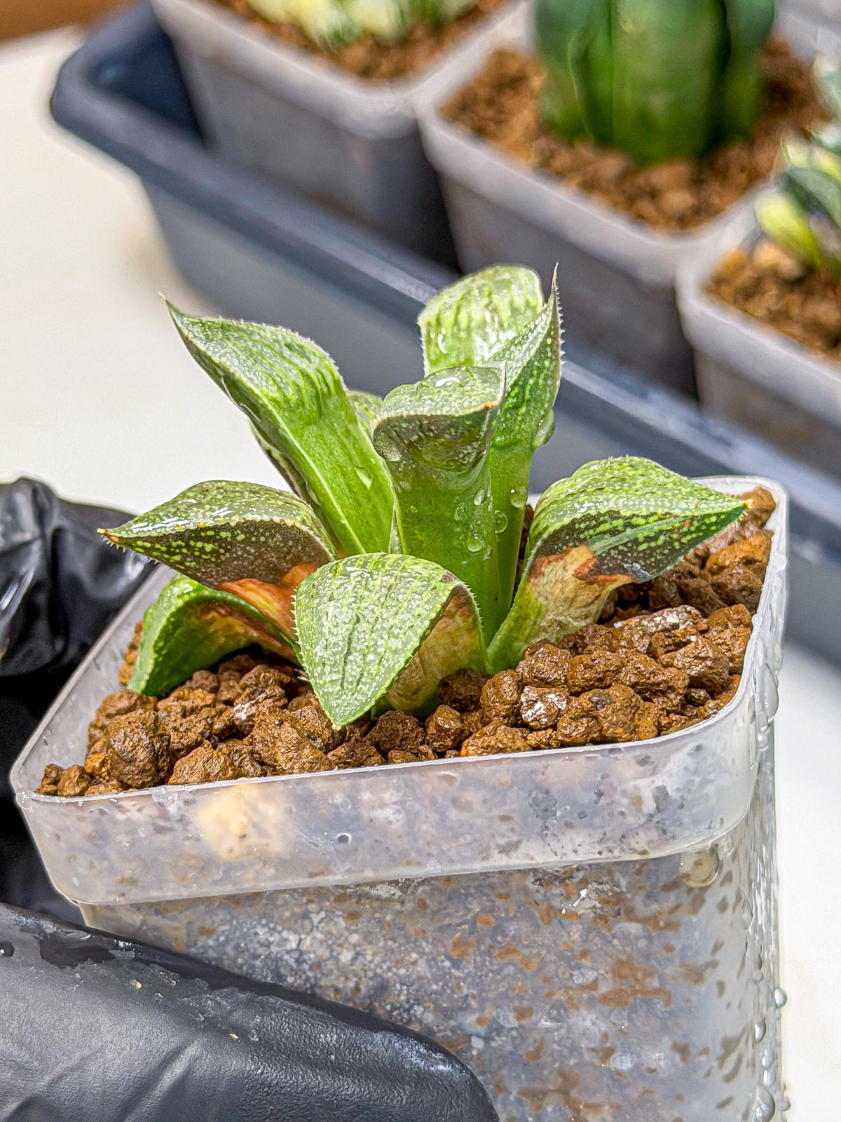 Haworthia picta x Wimii (wa9) (8) | Rare Desert plant