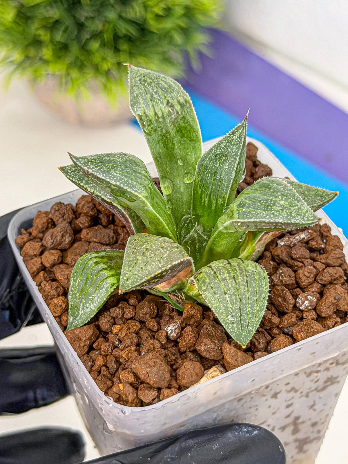 Haworthia picta x Wimii (wa9) (8) | Rare Desert plant