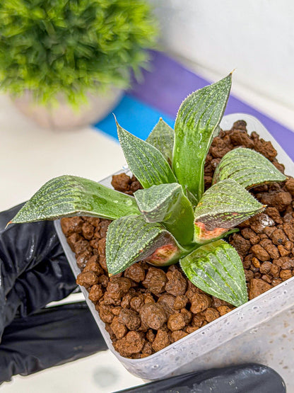 Haworthia picta x Wimii (wa9) (8) | Rare Desert plant