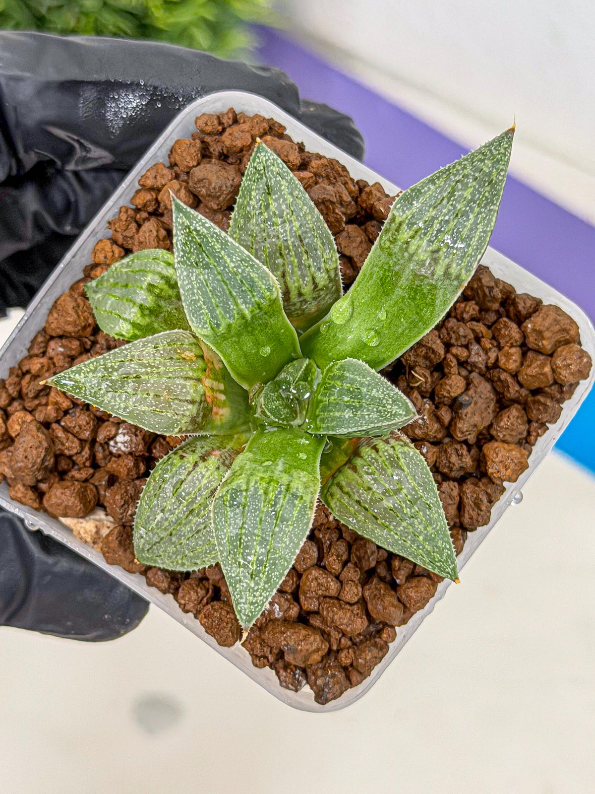Haworthia picta x Wimii (wa9) (8) | Rare Desert plant