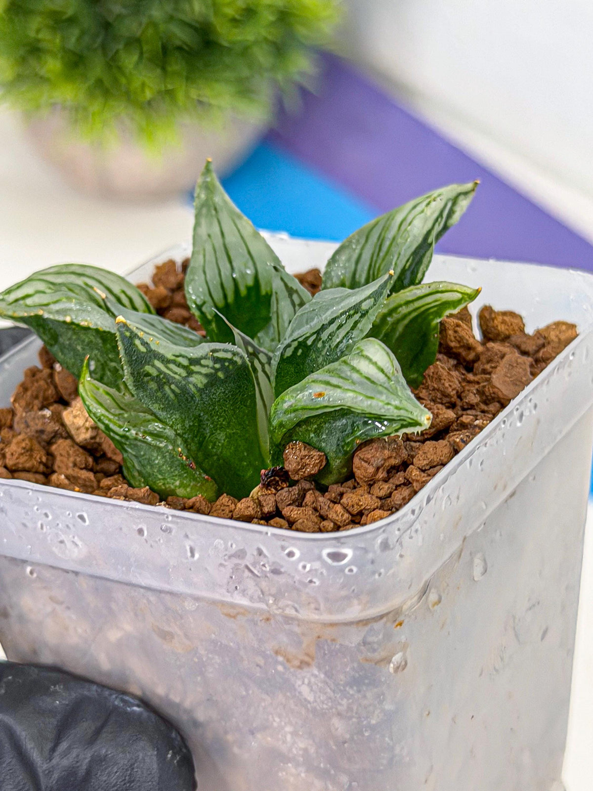 Haworthia Mutant (wa9) (9) | Rare Desert plant