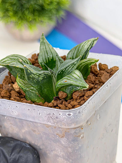 Haworthia Mutant (wa9) (9) | Rare Desert plant