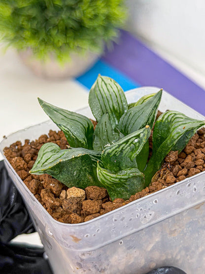 Haworthia Mutant (wa9) (9) | Rare Desert plant