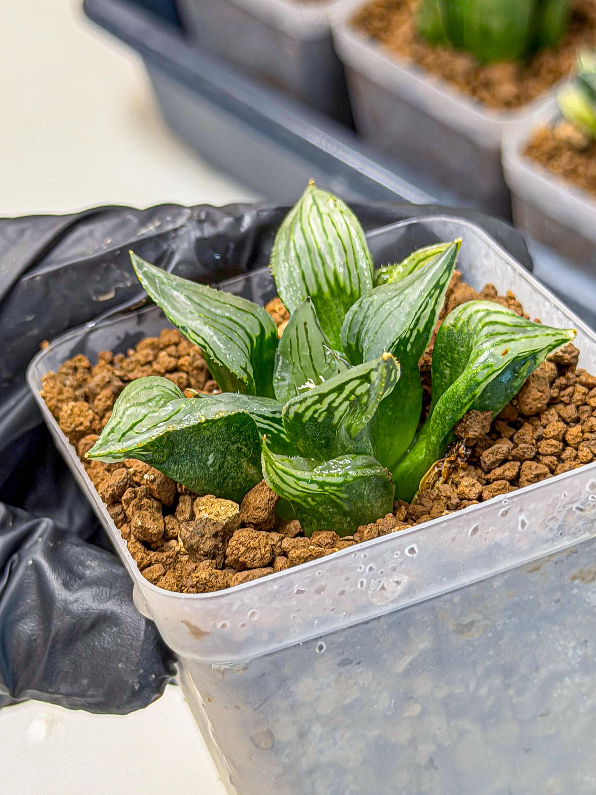 Haworthia Mutant (wa9) (9) | Rare Desert plant