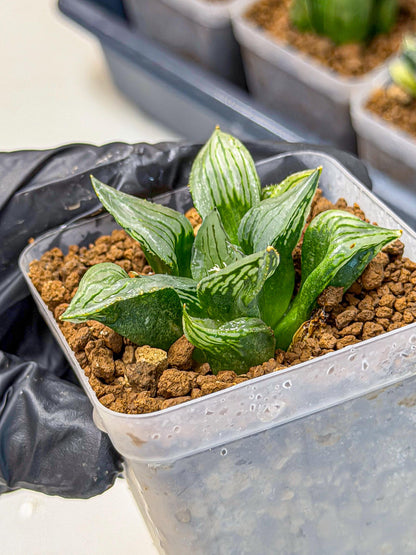 Haworthia Mutant (wa9) (9) | Rare Desert plant