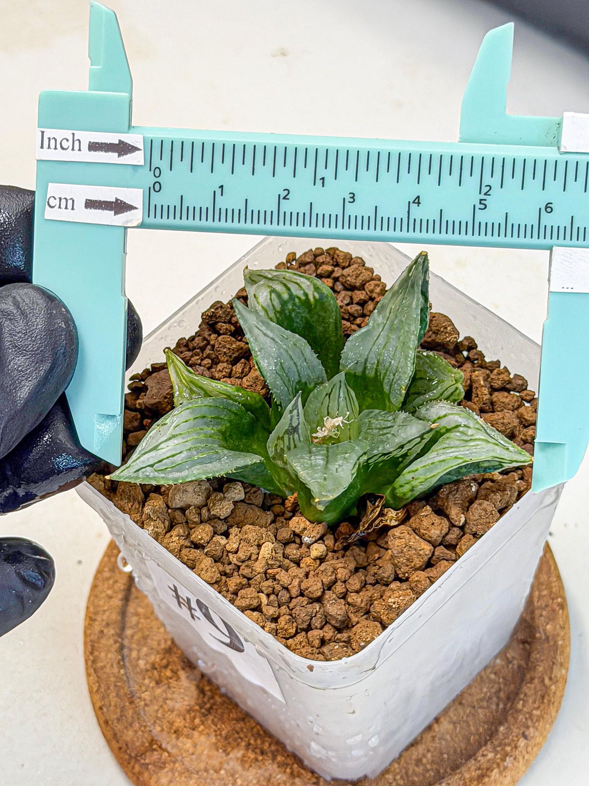 Haworthia Mutant (wa9) (9) | Rare Desert plant