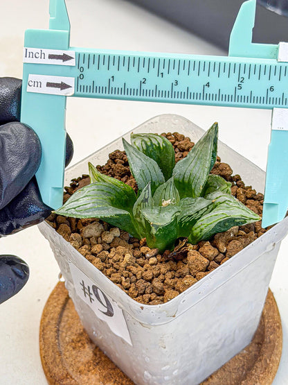 Haworthia Mutant (wa9) (9) | Rare Desert plant