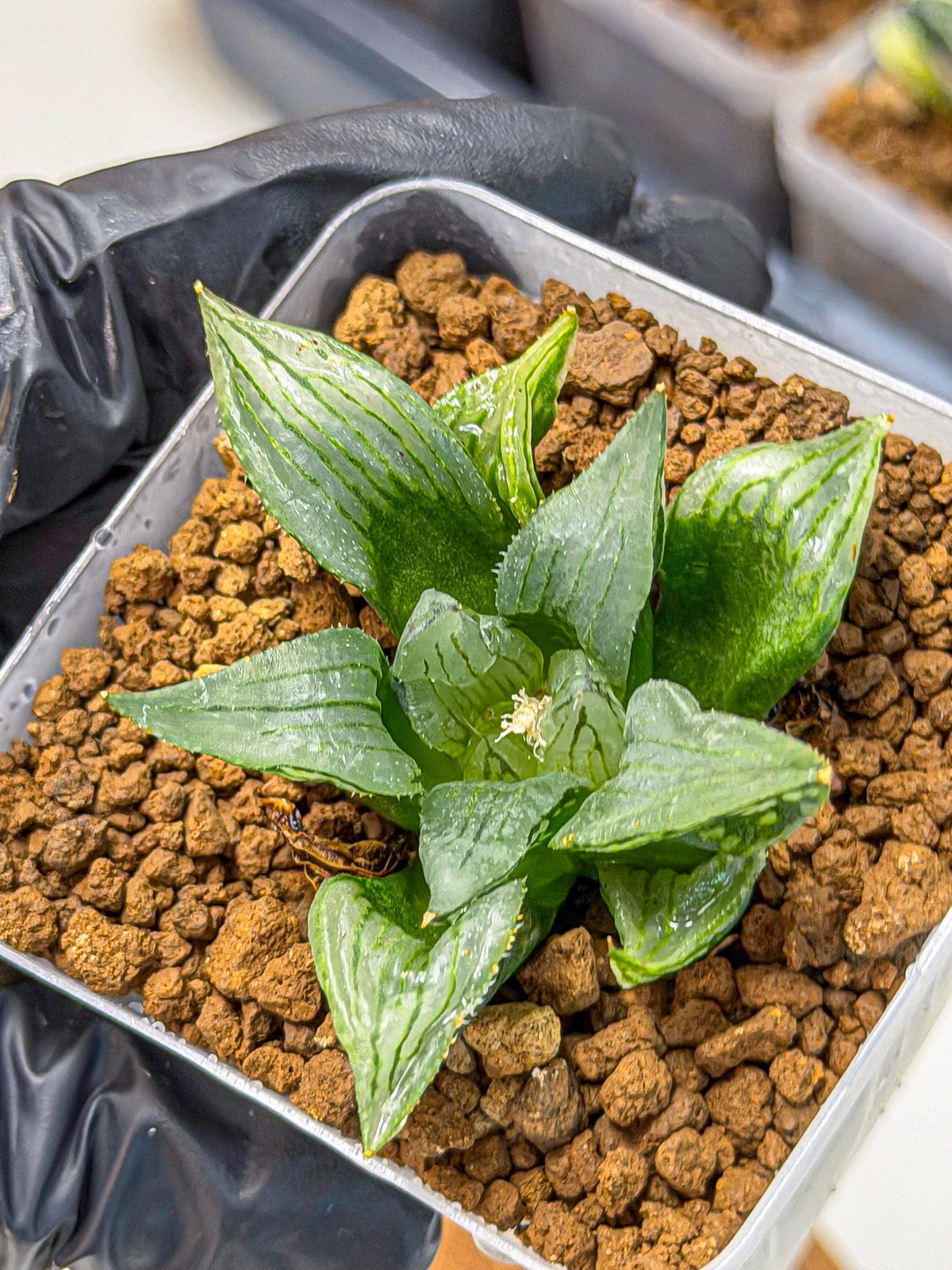 Haworthia Mutant (wa9) (9) | Rare Desert plant
