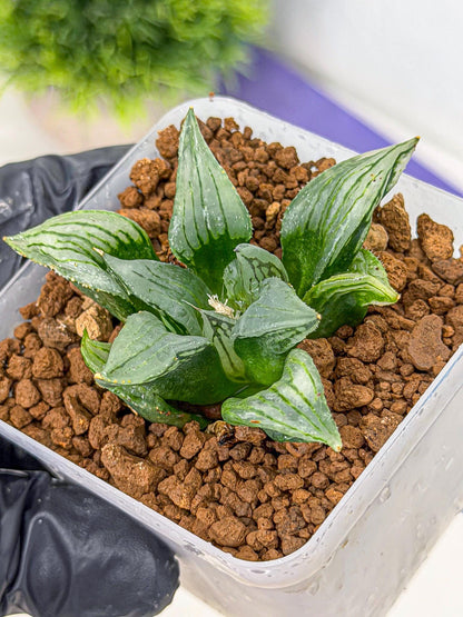 Haworthia Mutant (wa9) (9) | Rare Desert plant