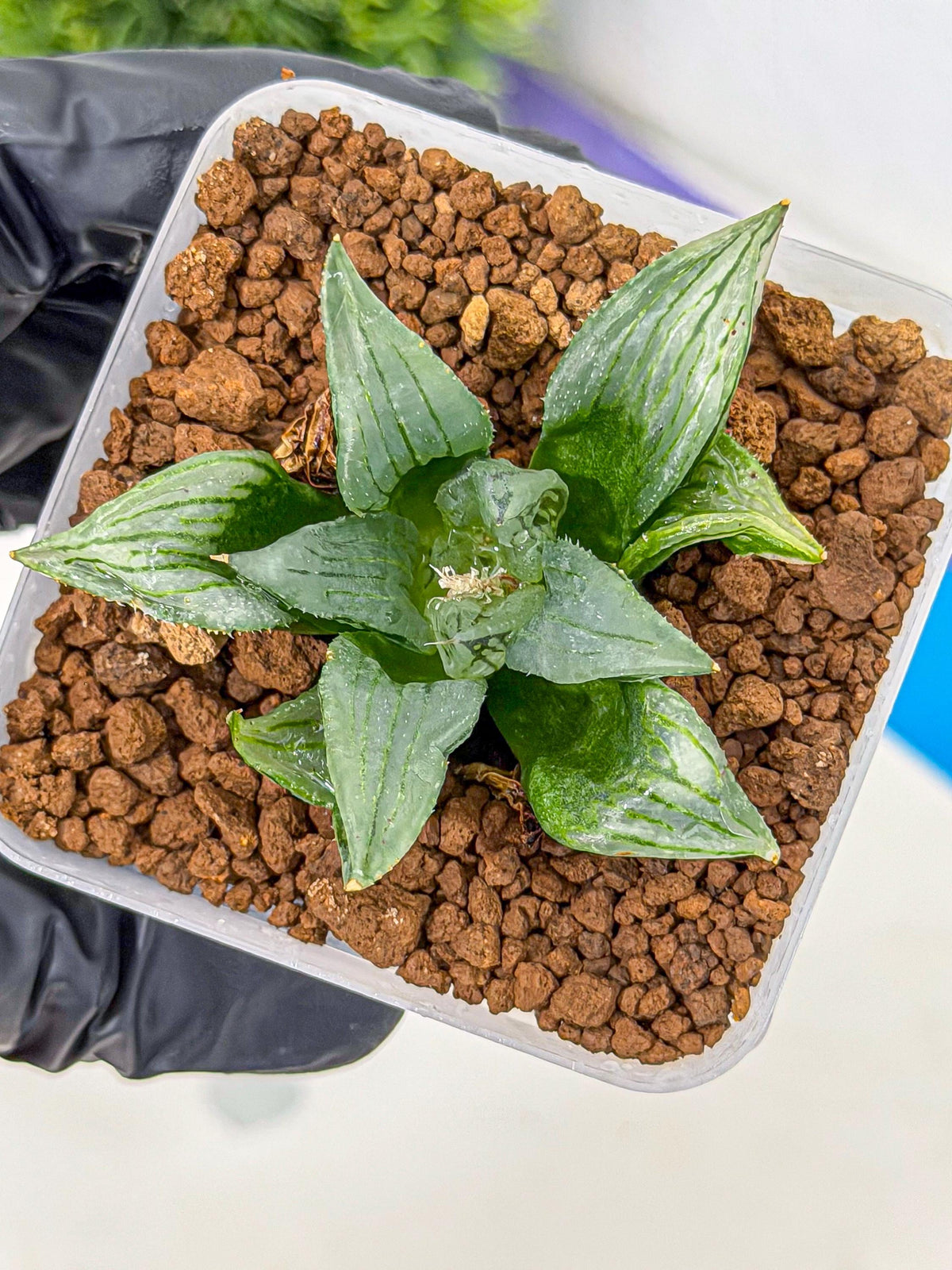 Haworthia Mutant (wa9) (9) | Rare Desert plant