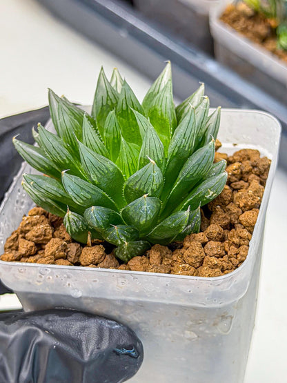 Haworthia daividii x obtusa (wa9) (10) | Rare Desert plant