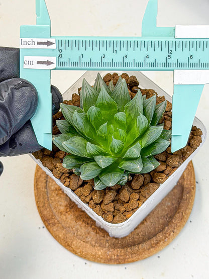 Haworthia daividii x obtusa (wa9) (10) | Rare Desert plant