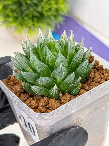 Haworthia daividii x obtusa (wa9) (10) | Rare Desert plant