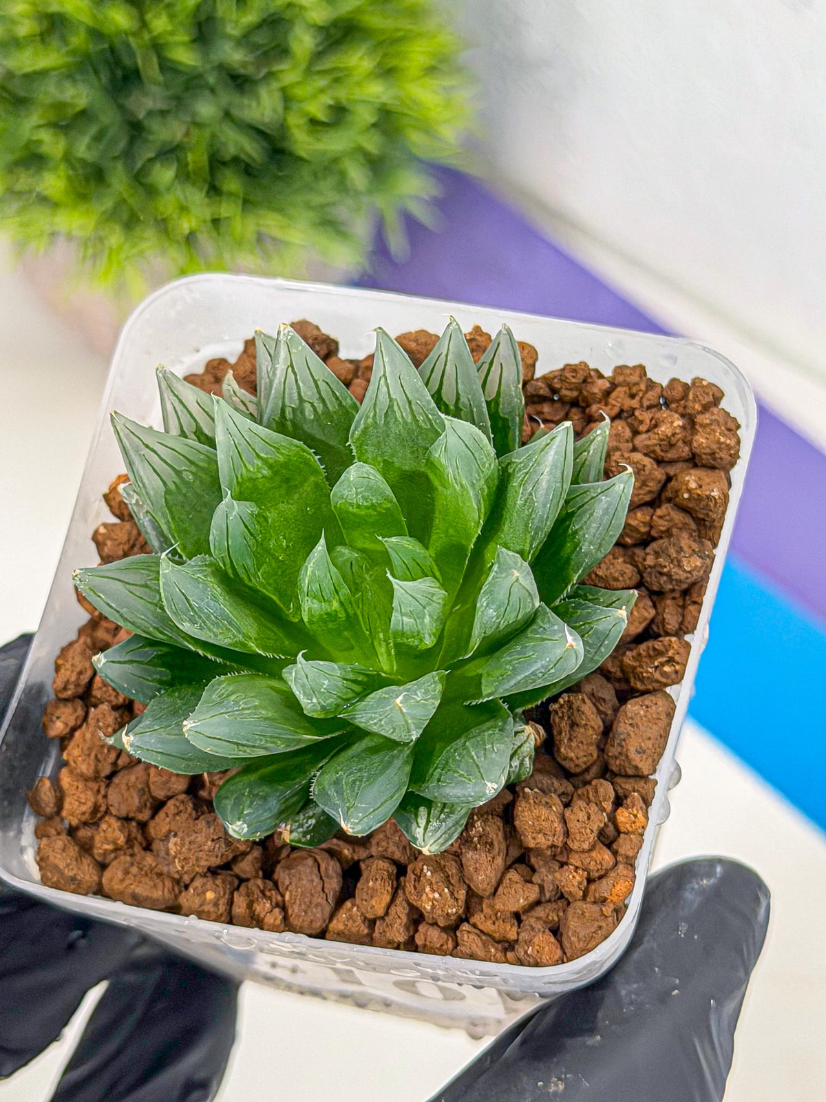Haworthia daividii x obtusa (wa9) (10) | Rare Desert plant