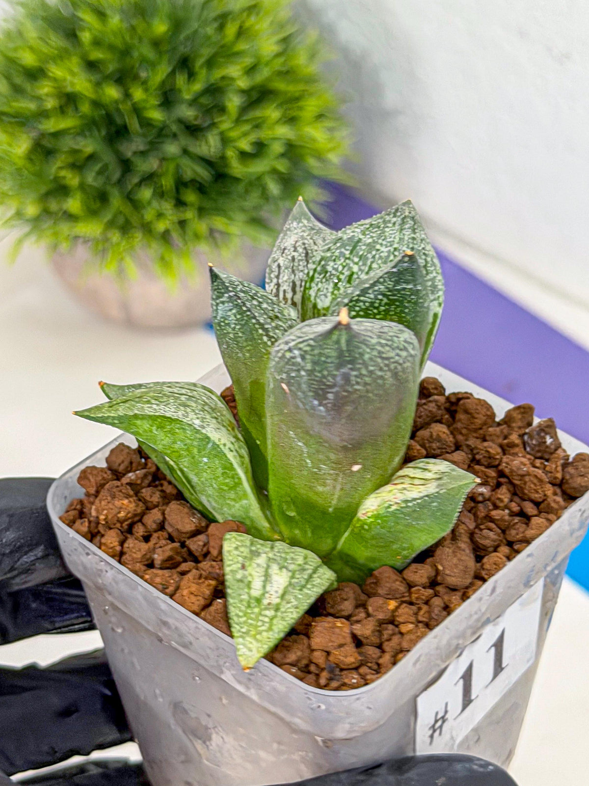 Haworthia Picta hyb (wa9) (11) | Rare Desert plant