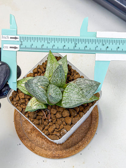 Haworthia Picta hyb (wa9) (11) | Rare Desert plant