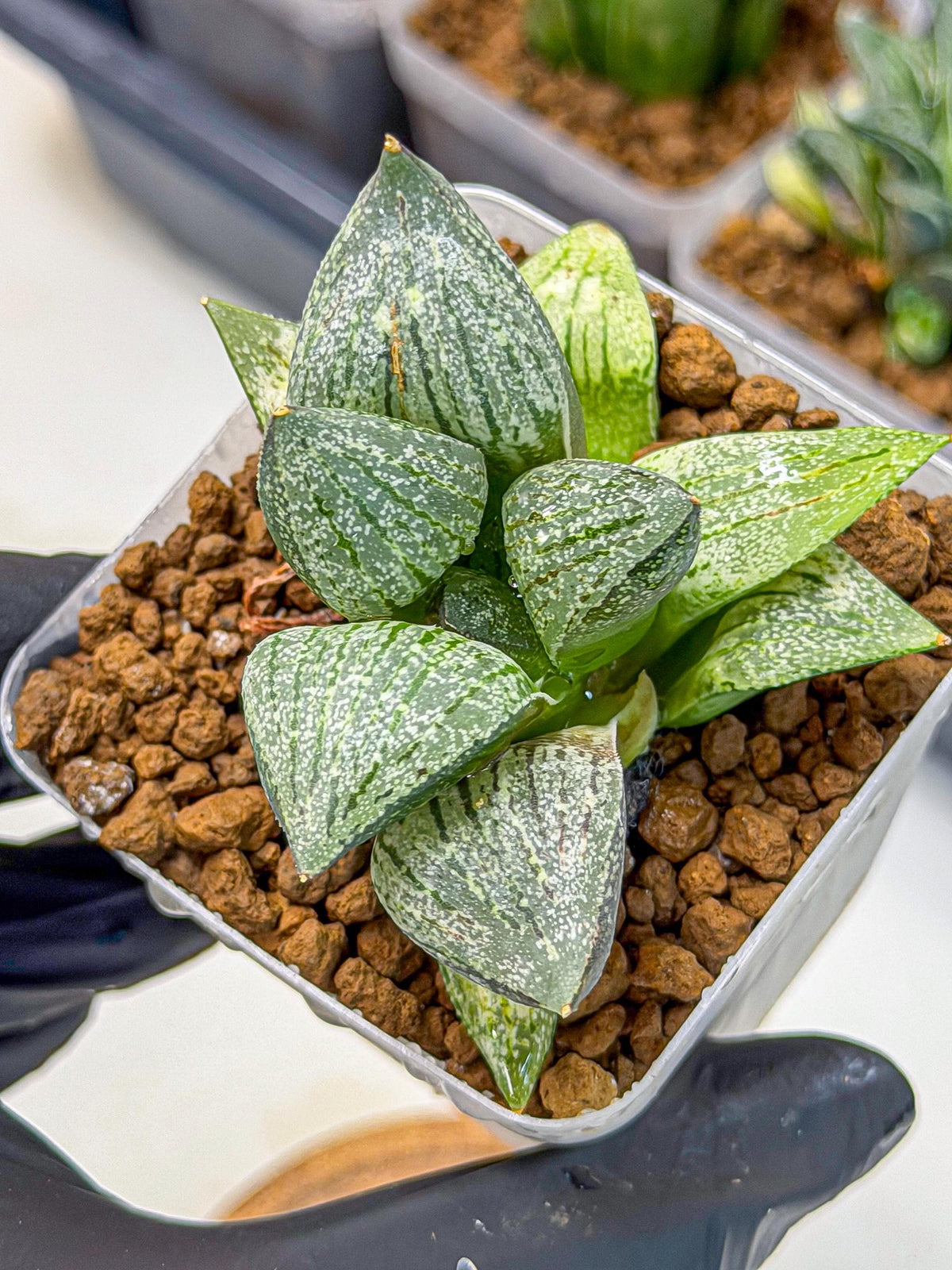 Haworthia Picta hyb (wa9) (11) | Rare Desert plant