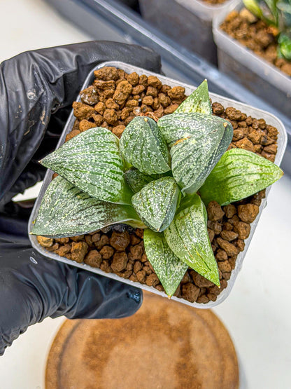 Haworthia Picta hyb (wa9) (11) | Rare Desert plant