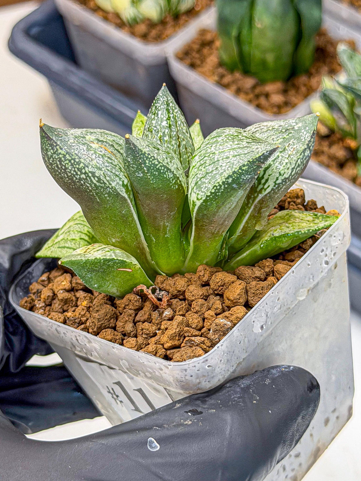 Haworthia Picta hyb (wa9) (11) | Rare Desert plant