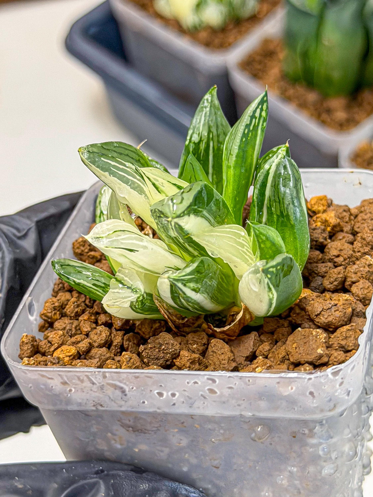 Haworthia Obtusa Var (wa9) (gg) | Rare Desert plant