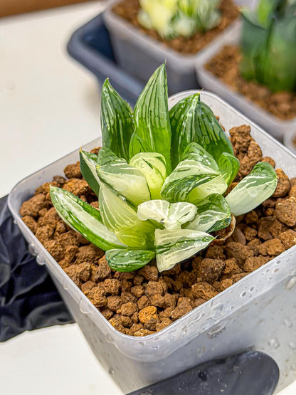 Haworthia Obtusa Var (wa9) (gg) | Rare Desert plant