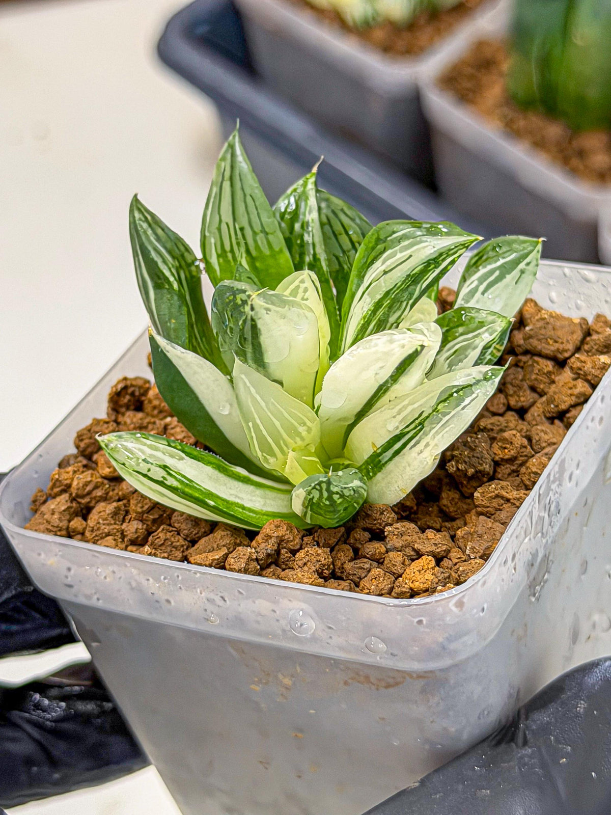 Haworthia Obtusa Var (wa9) (gg) | Rare Desert plant