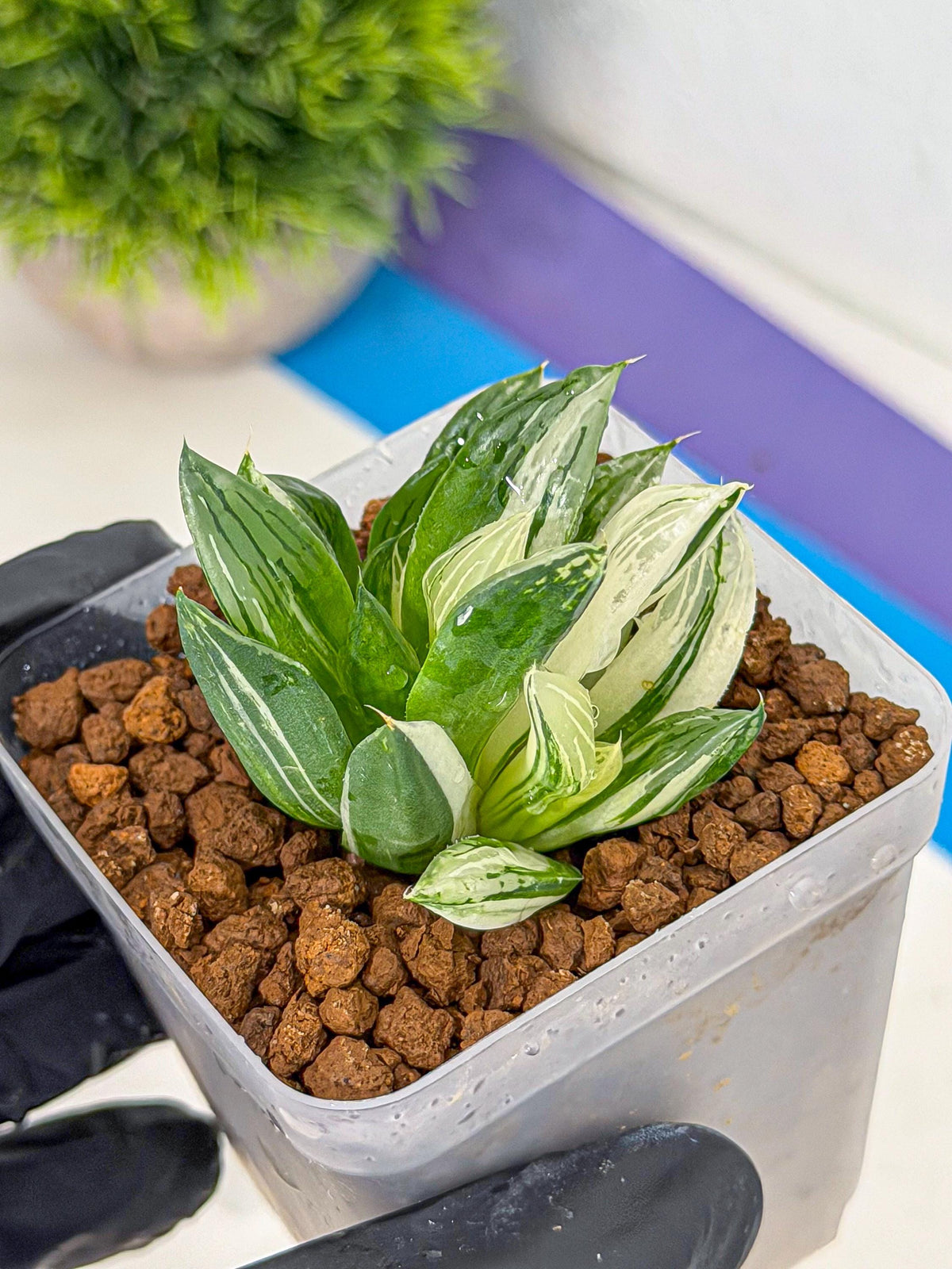 Haworthia Obtusa Var (wa9) (gg) | Rare Desert plant