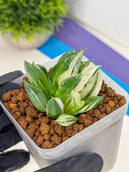 Haworthia Obtusa Var (wa9) (gg) | Rare Desert plant