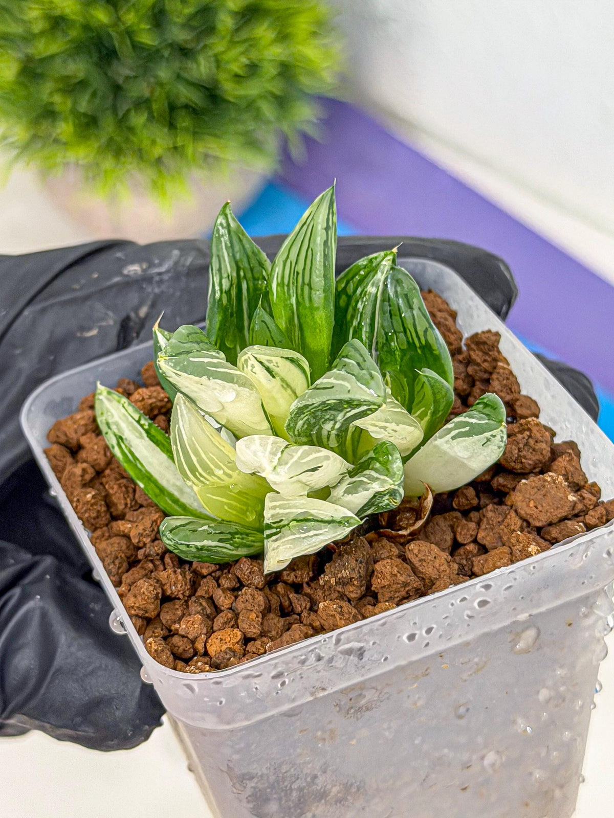 Haworthia Obtusa Var (wa9) (gg) | Rare Desert plant