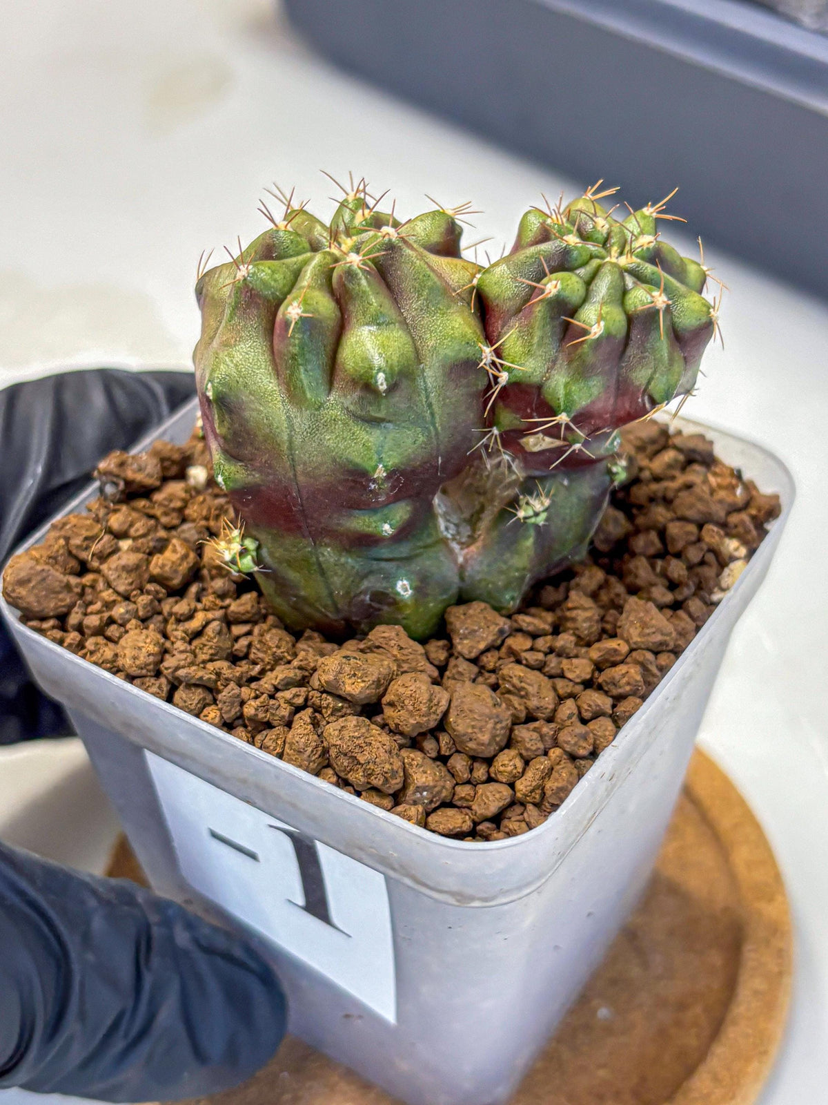 Gymnocalycium Siamese Grape (gy13) (1) | Collectable Plant