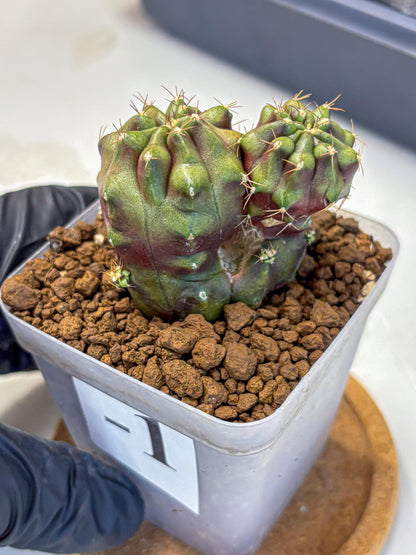 Gymnocalycium Siamese Grape (gy13) (1) | Collectable Plant