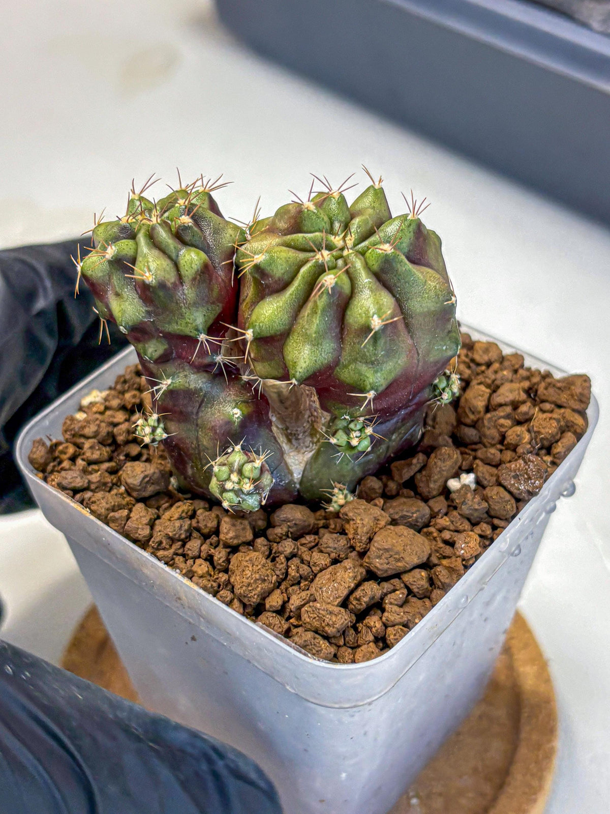 Gymnocalycium Siamese Grape (gy13) (1) | Collectable Plant
