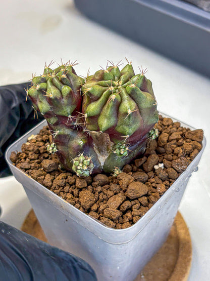 Gymnocalycium Siamese Grape (gy13) (1) | Collectable Plant