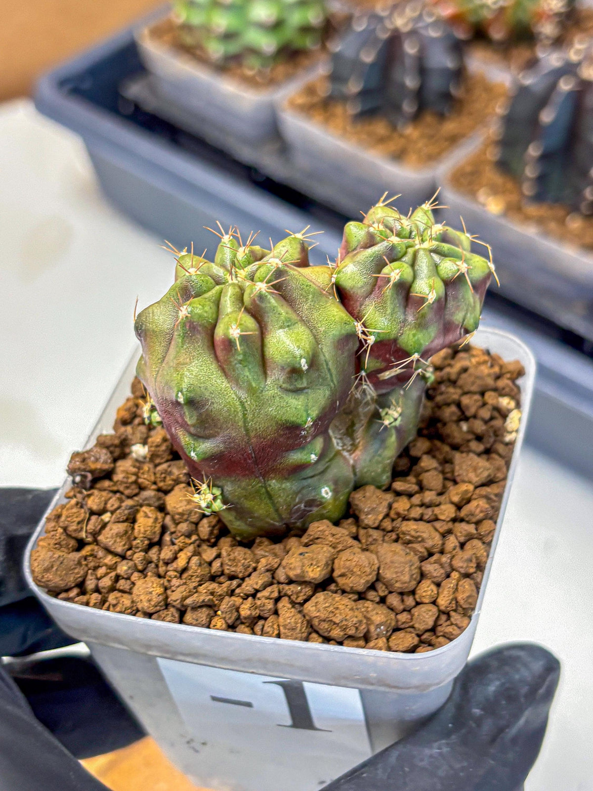 Gymnocalycium Siamese Grape (gy13) (1) | Collectable Plant
