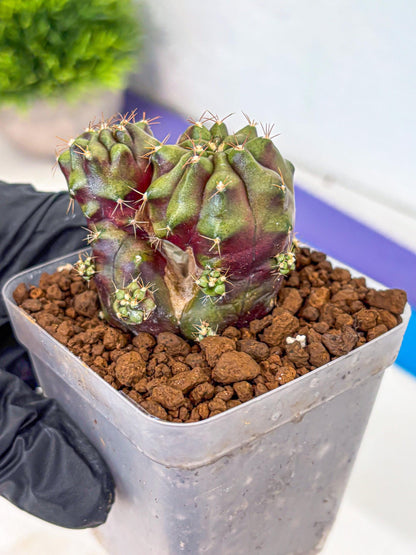 Gymnocalycium Siamese Grape (gy13) (1) | Collectable Plant