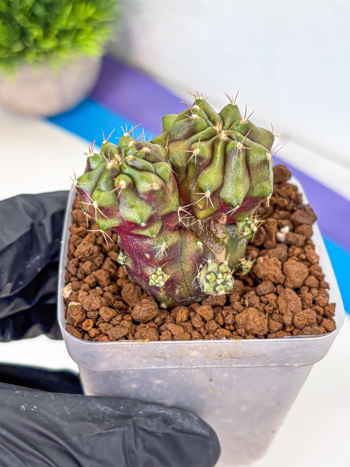 Gymnocalycium Siamese Grape (gy13) (1) | Collectable Plant